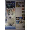 calendario  cani husky cm 42x14,5